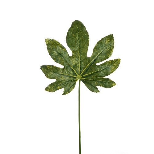 Aralia leaf